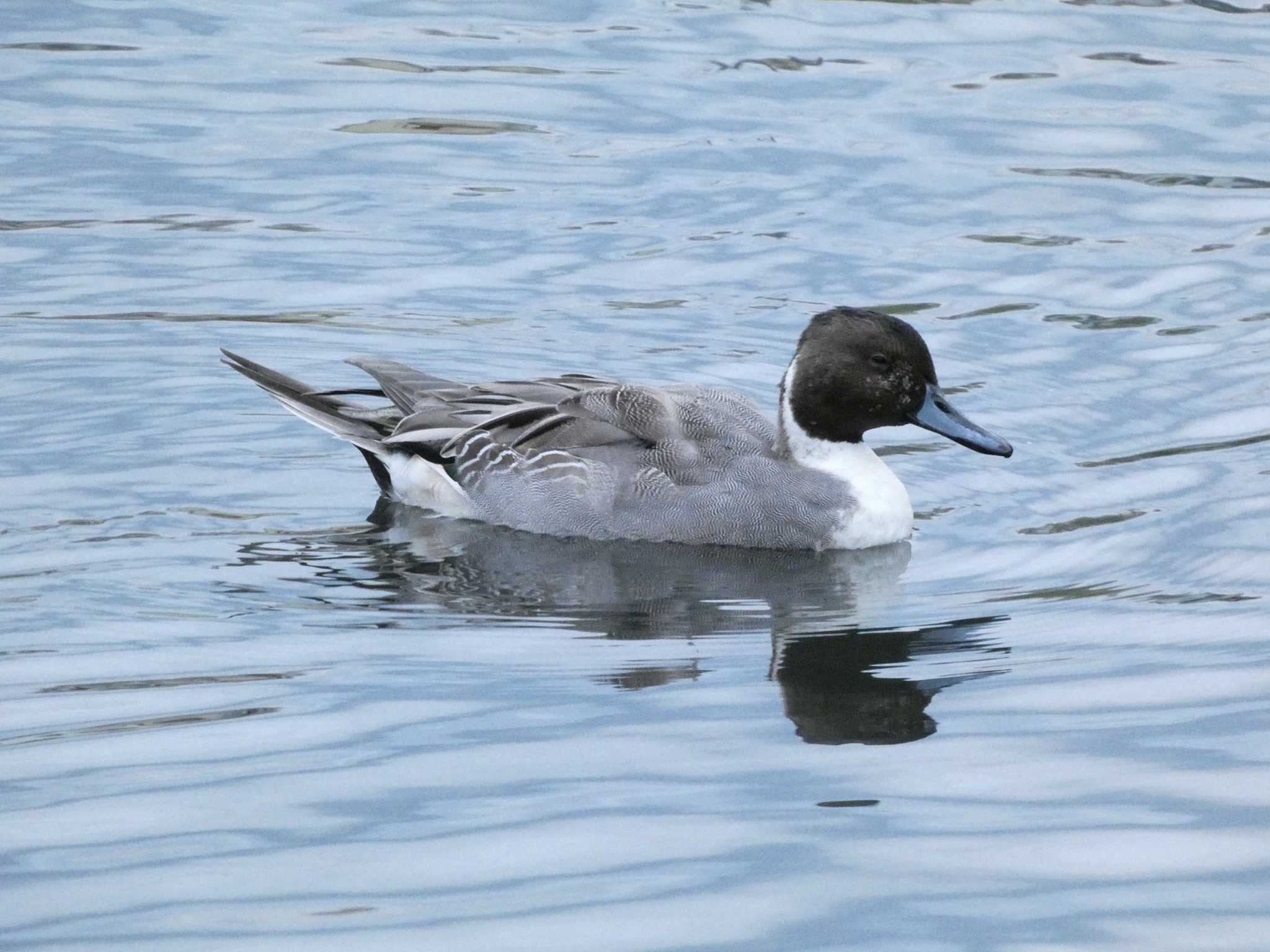 中郷温水池公園(三島市) オナガガモの写真 by koshi