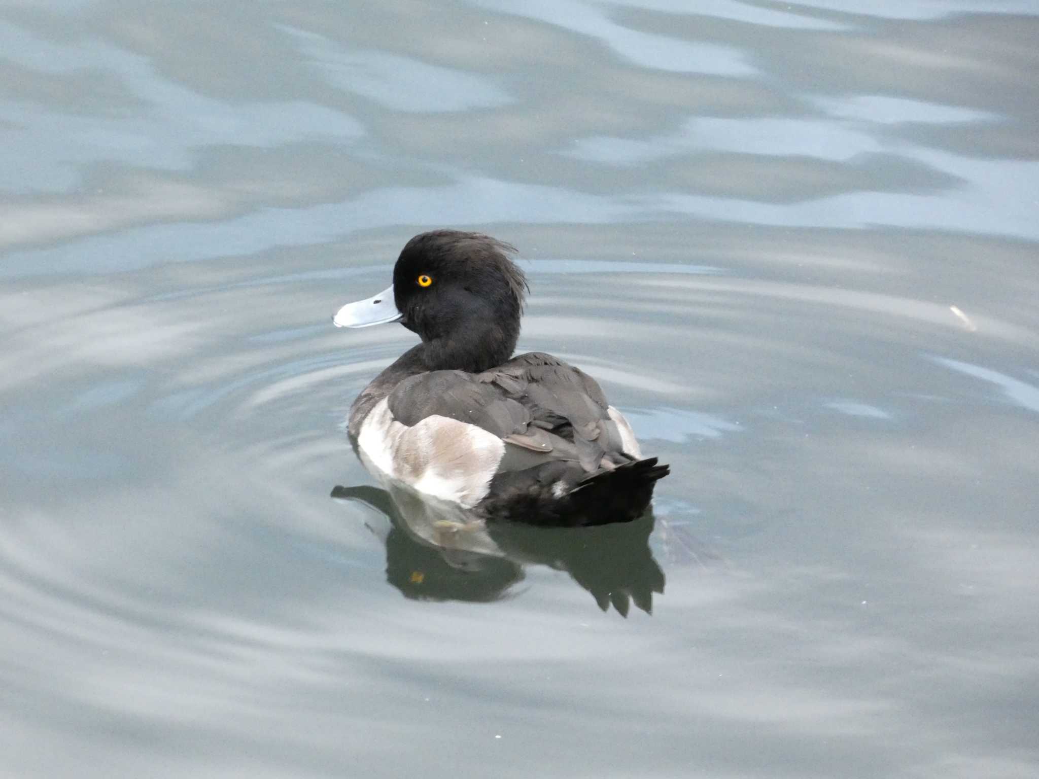 Tufted Duck