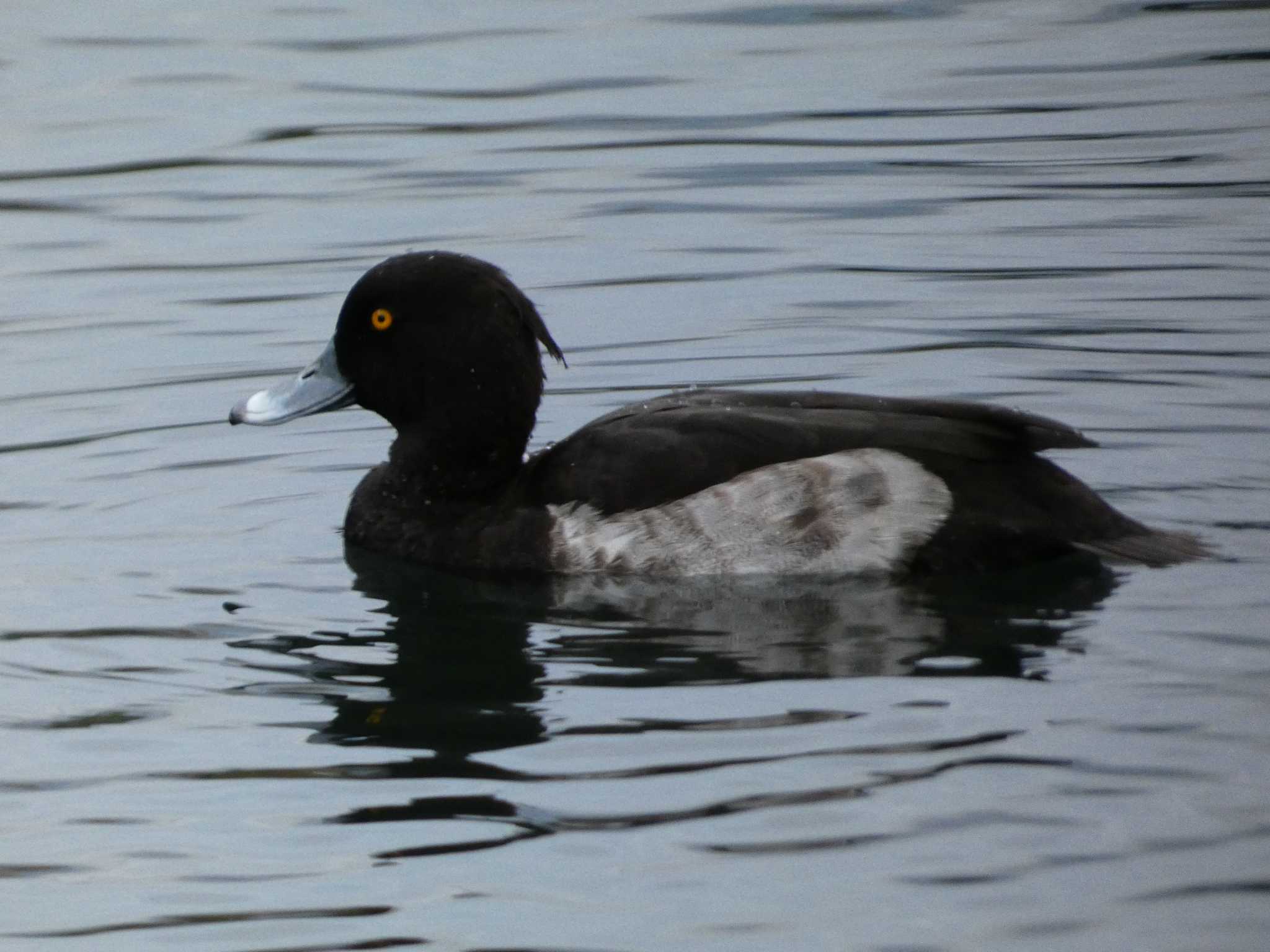 Tufted Duck