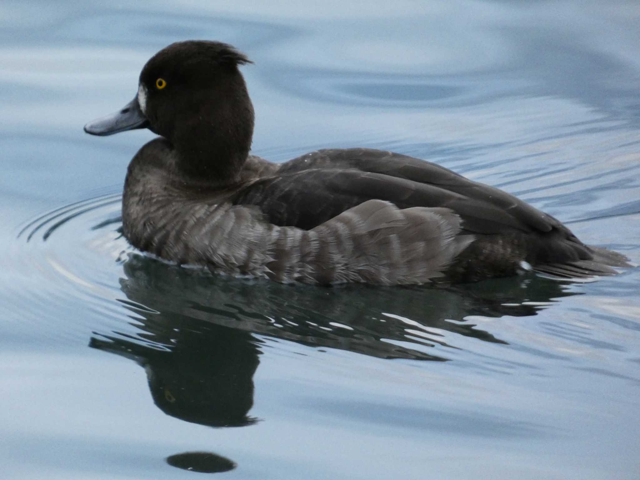 Tufted Duck