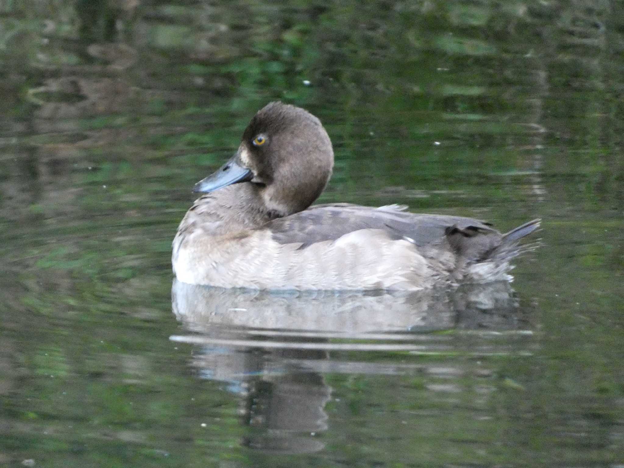 Tufted Duck