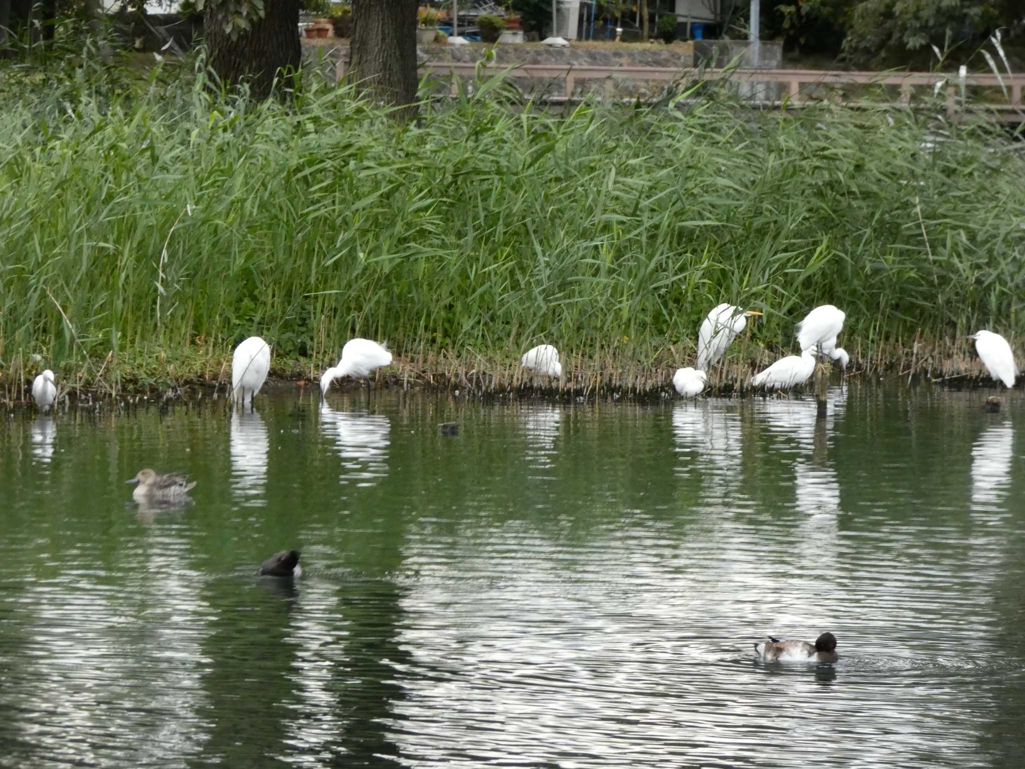 中郷温水池公園(三島市) コサギの写真 by koshi