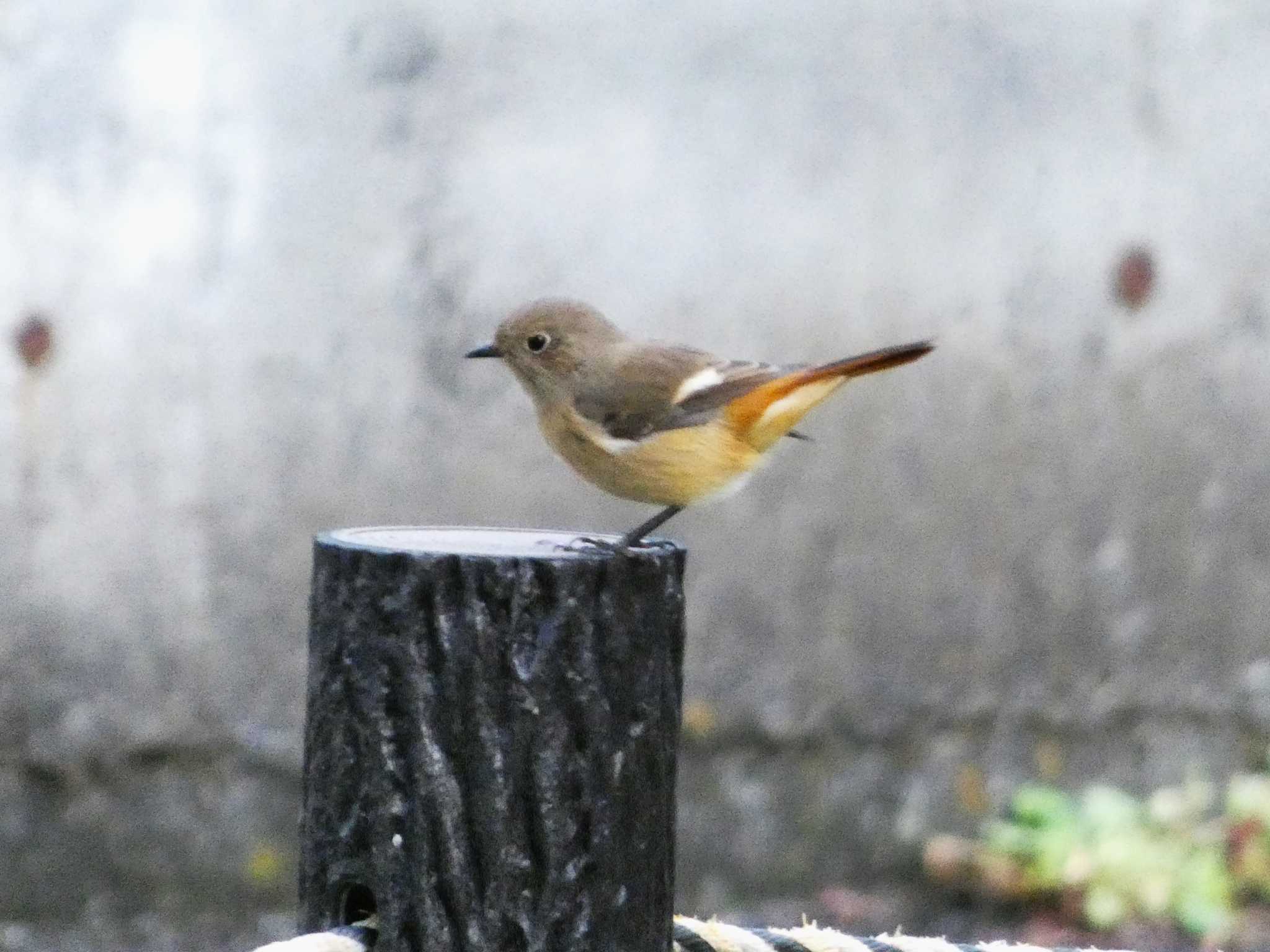 Daurian Redstart