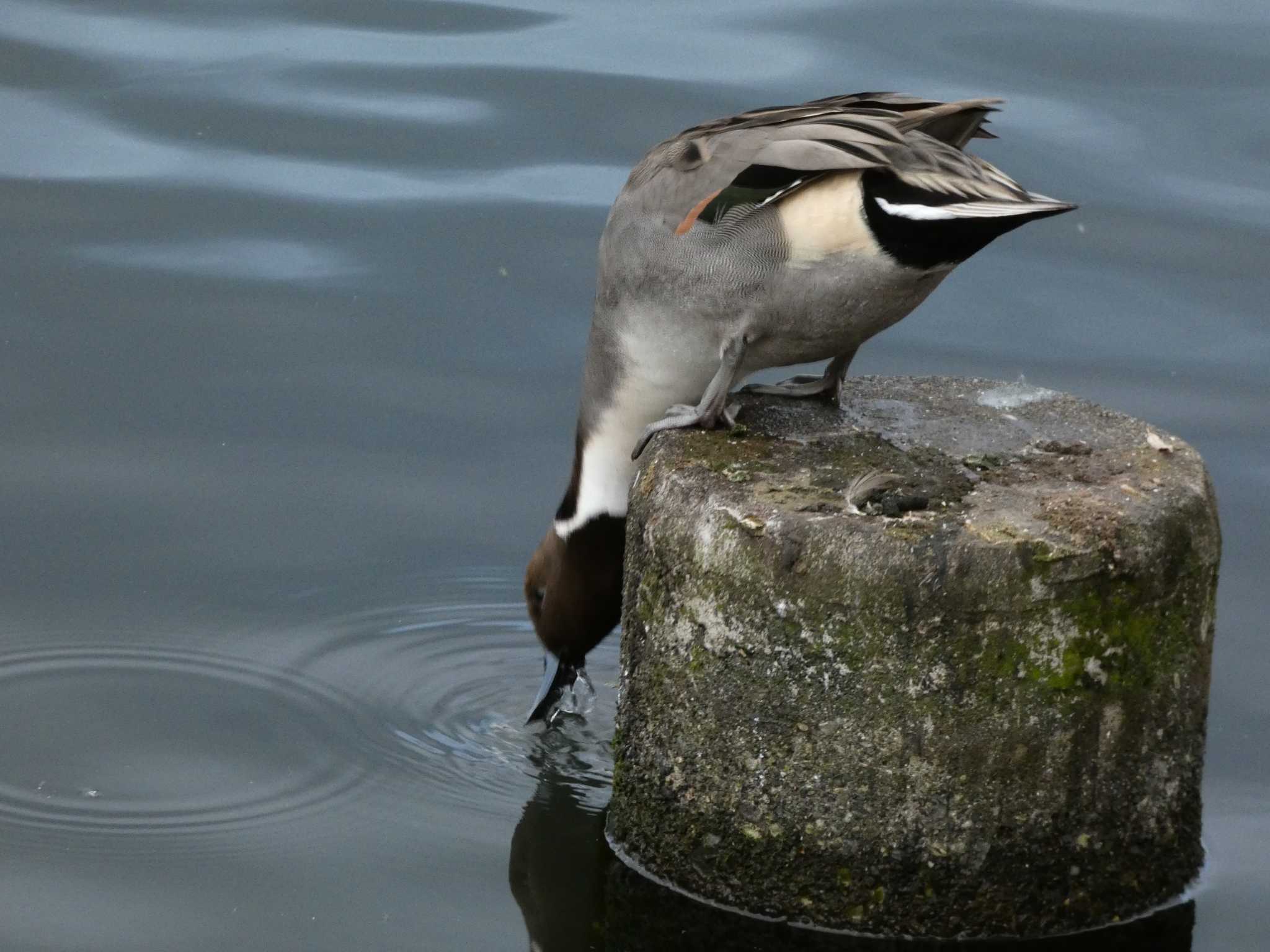 Northern Pintail