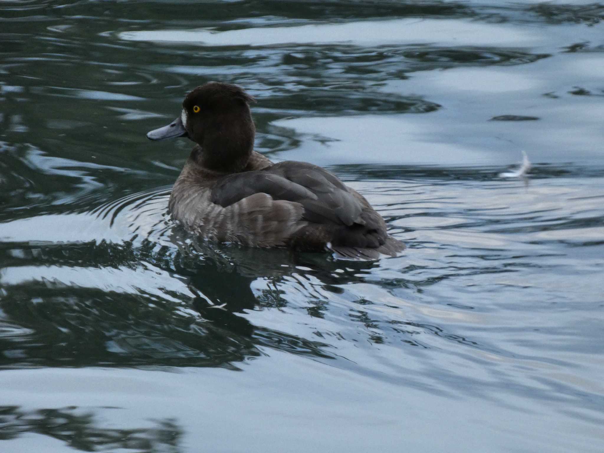 Photo of Tufted Duck at 中郷温水池公園(三島市) by koshi