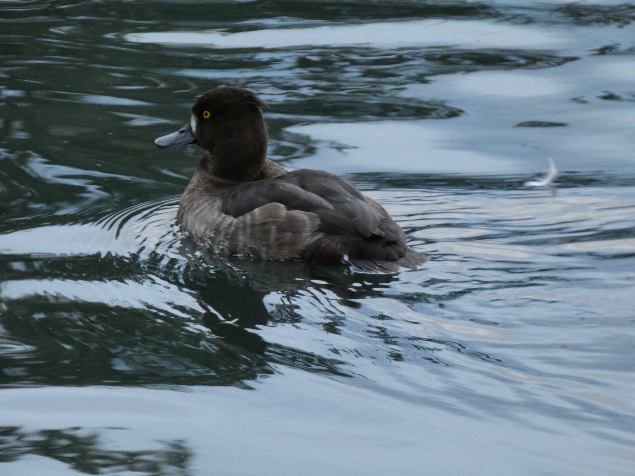 Tufted Duck