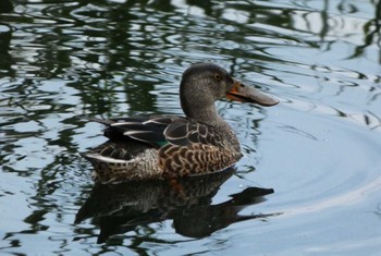 ハシビロガモ 中郷温水池公園(三島市) 2023年11月11日(土)