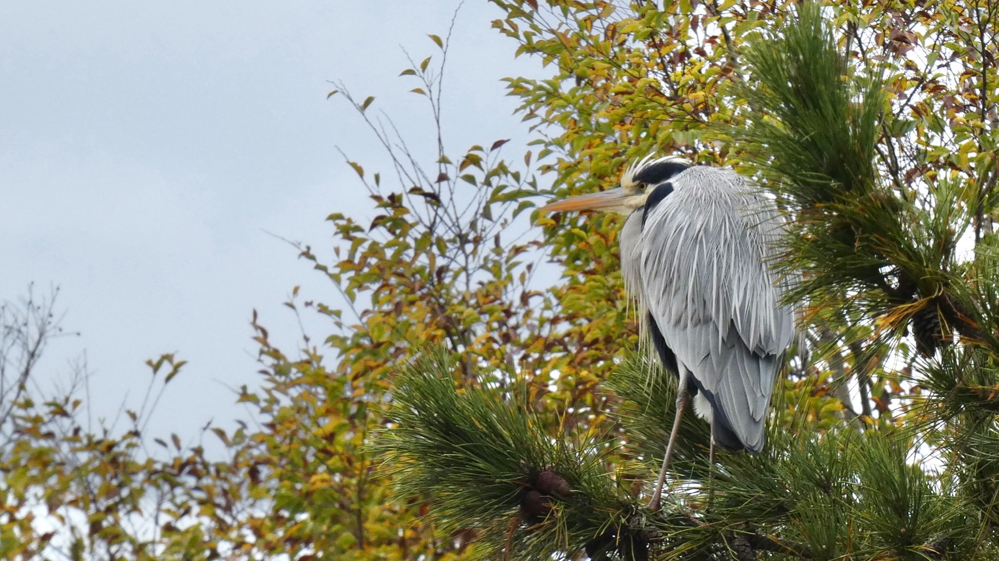 Grey Heron