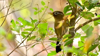 ガビチョウ 静岡県立森林公園 2023年11月12日(日)