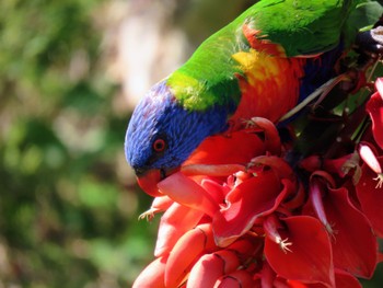 Rainbow Lorikeet Central Coast Wetlands Pioneer Dairy(NSW) Sun, 11/19/2023