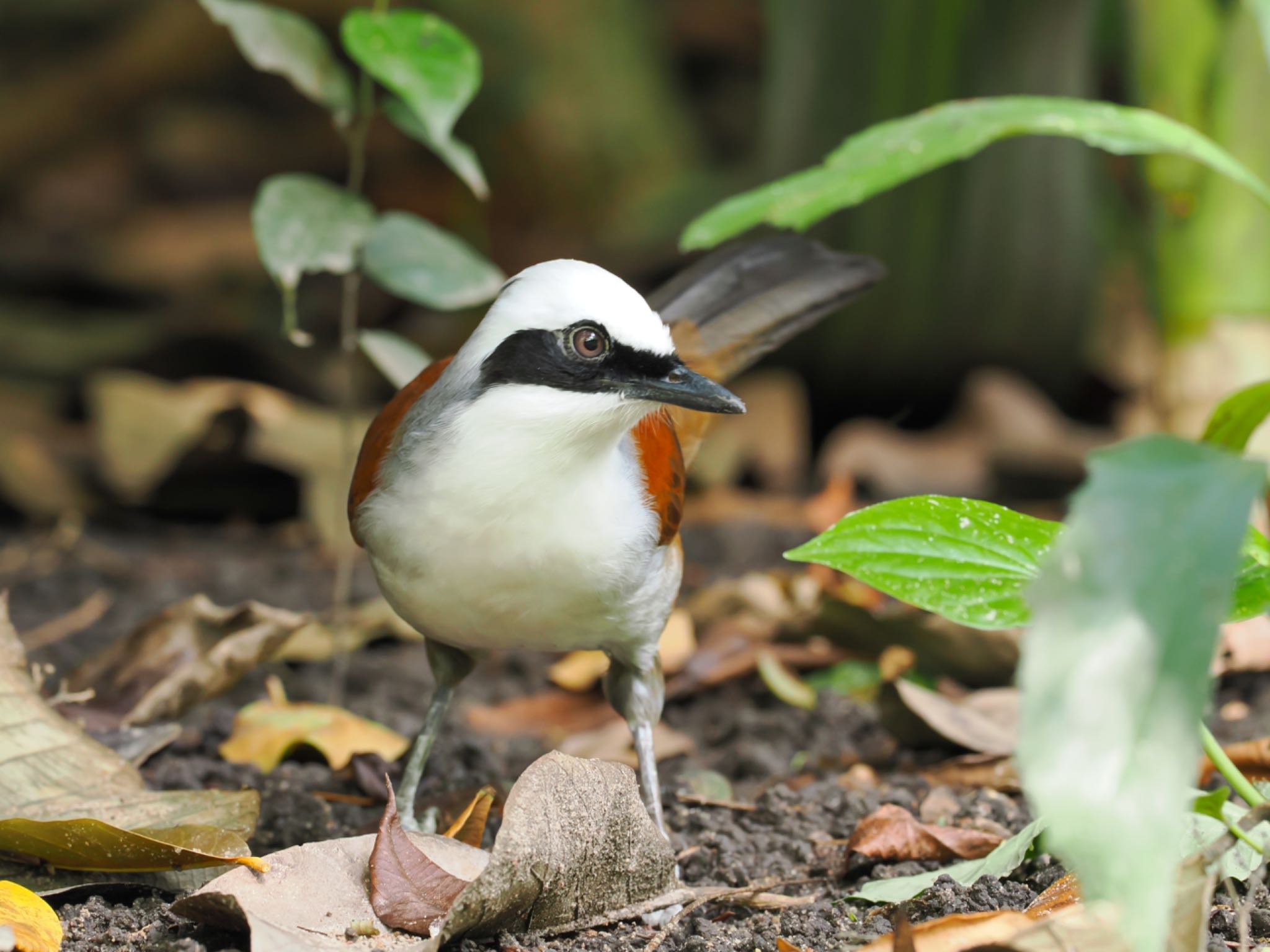 サイゴン動植物園 ハクオウチョウの写真 by daffy@お散歩探鳥＆遠征探鳥♪