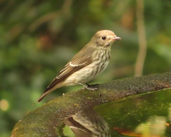 Grey-streaked Flycatcher 権現山(弘法山公園) Sun, 10/1/2023