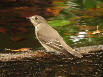 Grey-streaked Flycatcher 権現山(弘法山公園) Sun, 10/1/2023