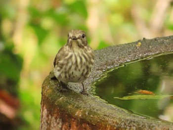 Grey-streaked Flycatcher 権現山(弘法山公園) Sun, 10/1/2023