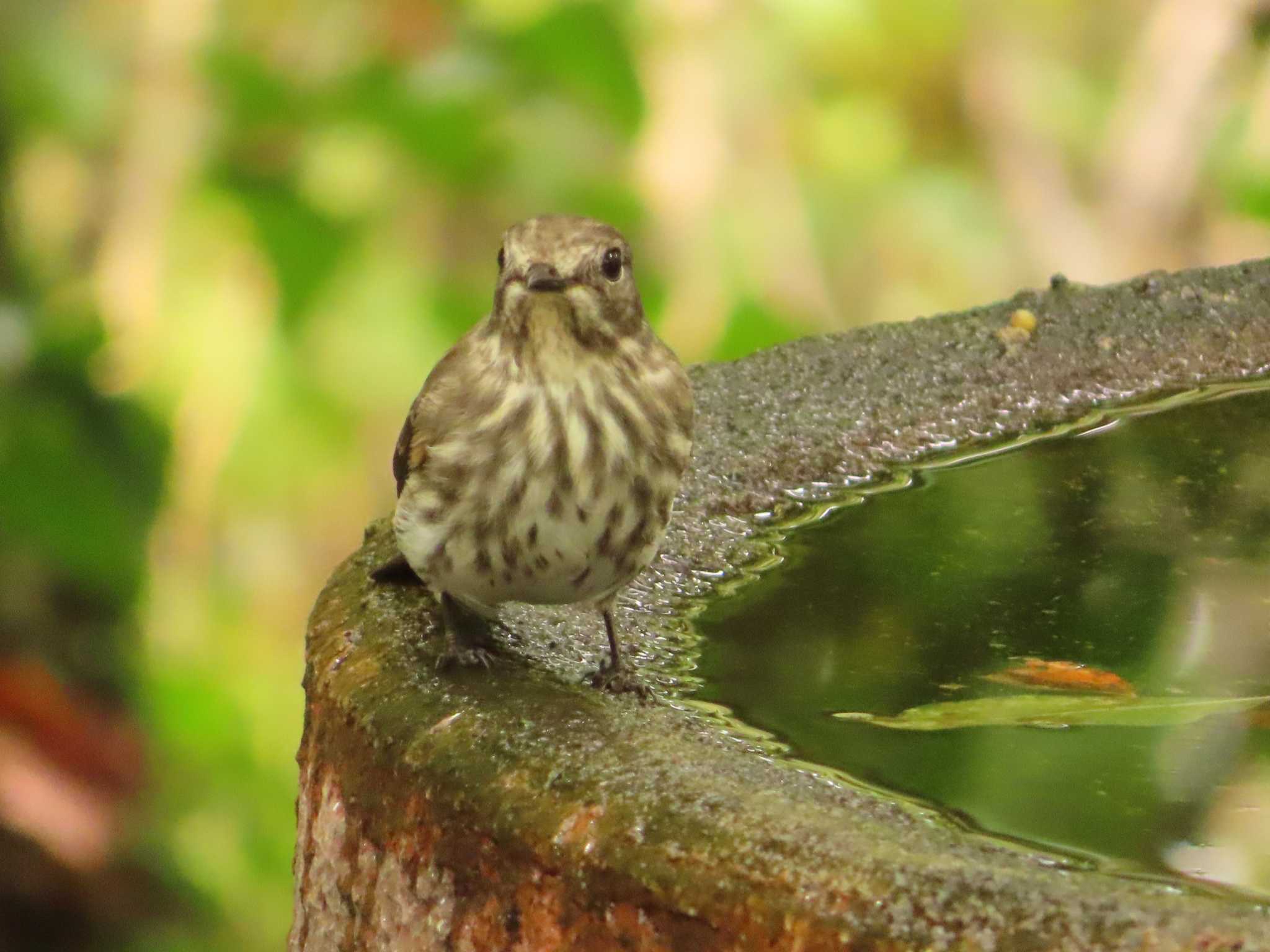 Photo of Grey-streaked Flycatcher at 権現山(弘法山公園) by ゆ