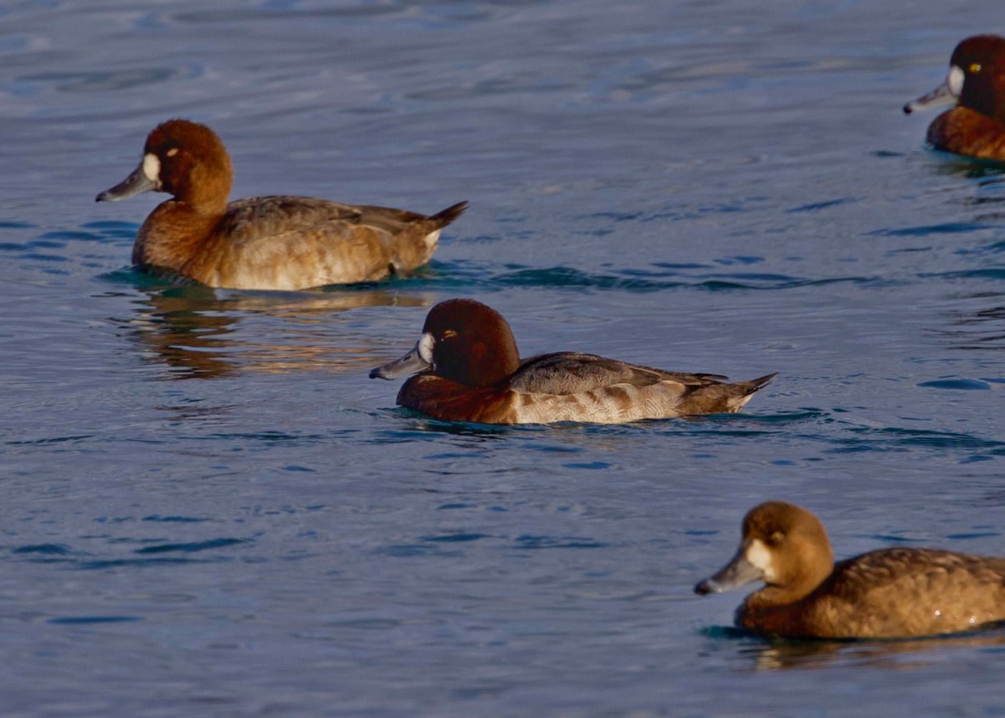 Photo of Greater Scaup at 苫小牧市;北海道 by ウレシカ