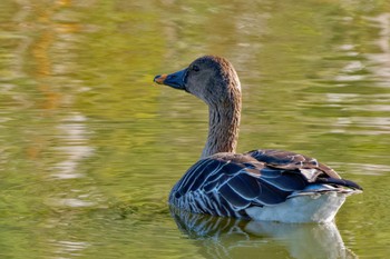 2023年11月19日(日) 境川遊水地公園の野鳥観察記録