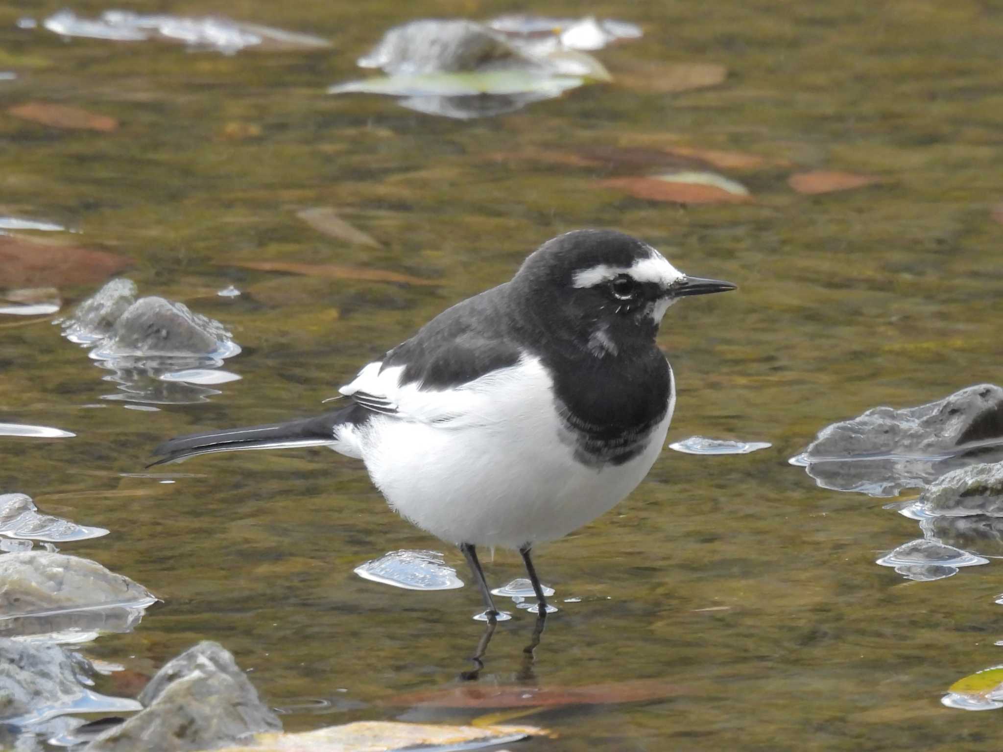 Photo of Japanese Wagtail at 鴨川 by ゆりかもめ