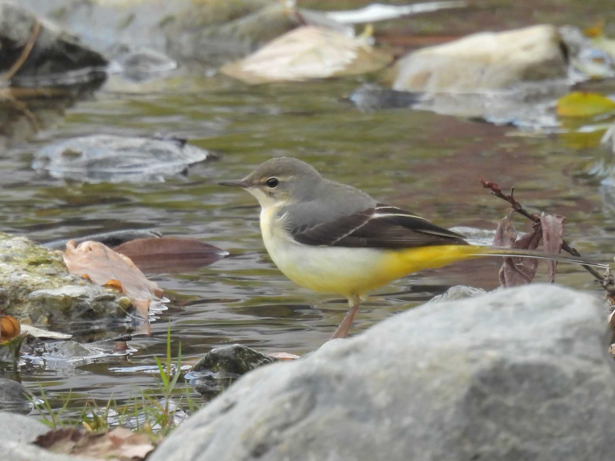 Photo of Grey Wagtail at 鴨川 by ゆりかもめ