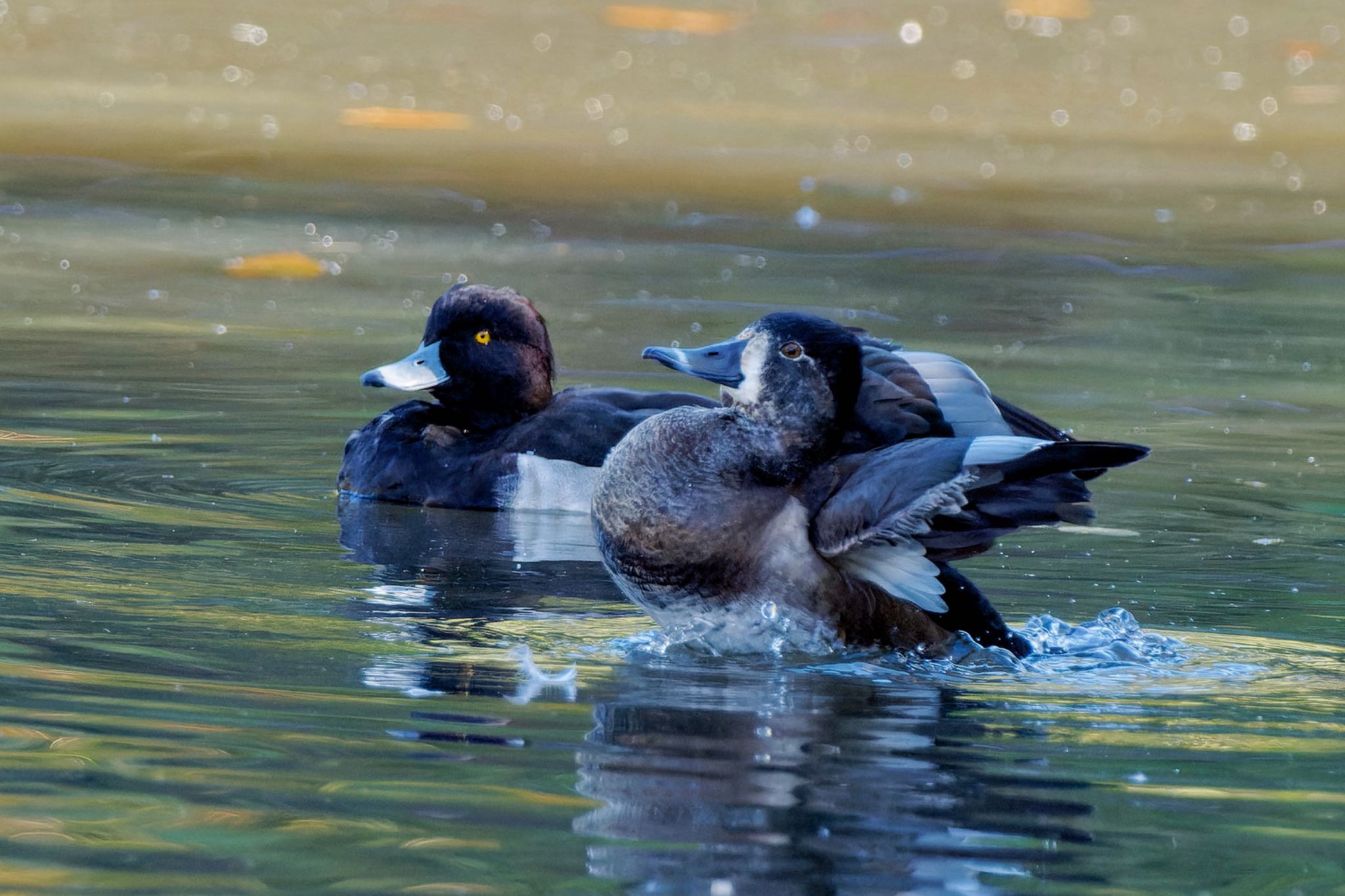 こども自然公園 (大池公園/横浜市) クビワキンクロの写真 by アポちん