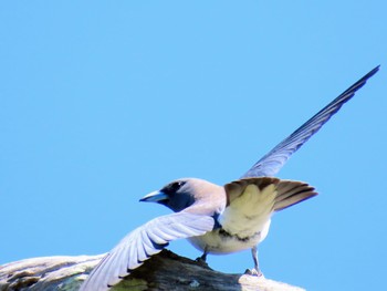 White-breasted Woodswallow Central Coast Wetlands Pioneer Dairy(NSW) Sun, 11/19/2023