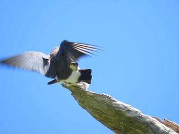 White-breasted Woodswallow Central Coast Wetlands Pioneer Dairy(NSW) Sun, 11/19/2023