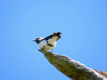 モリツバメ Central Coast Wetlands Pioneer Dairy(NSW) 2023年11月19日(日)