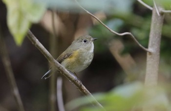 Red-flanked Bluetail 和歌山森林公園 Mon, 11/20/2023