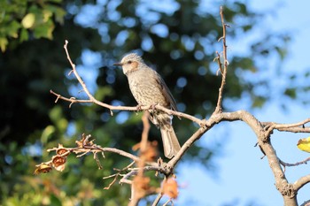 ヒヨドリ 行徳鳥獣保護区 2023年11月21日(火)