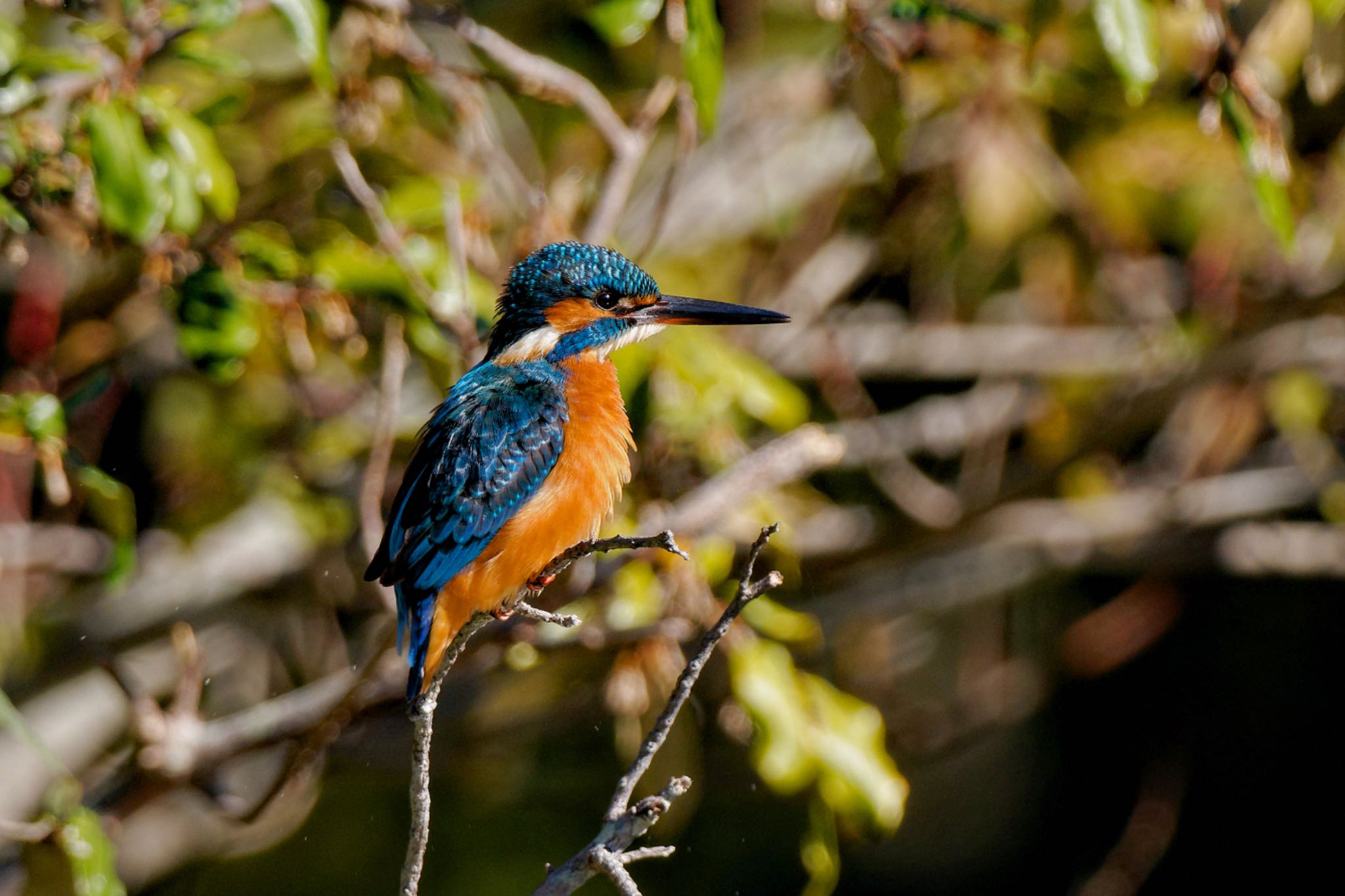 Common Kingfisher