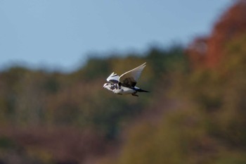 カワラバト 場所が不明 2023年11月19日(日)