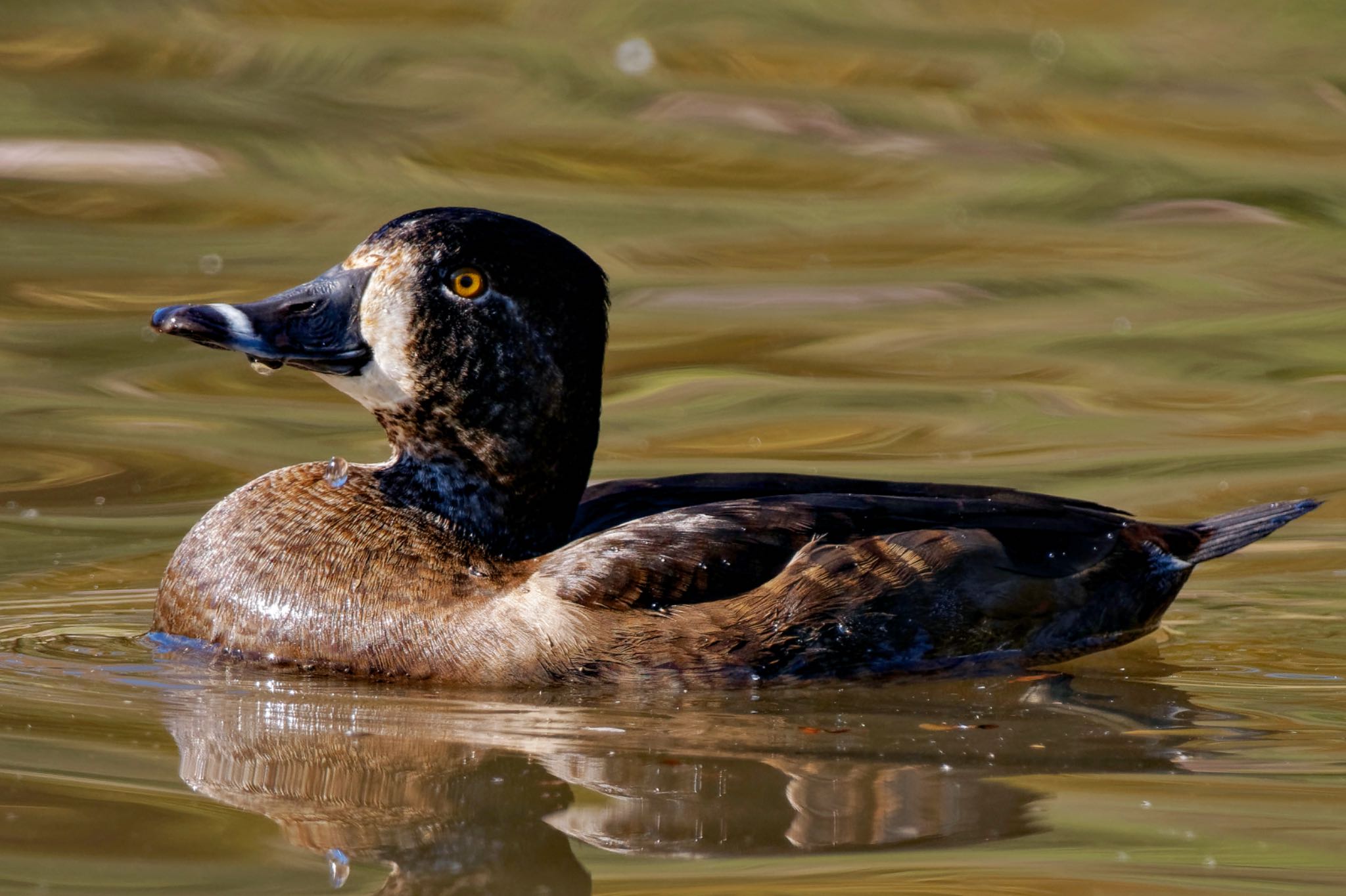 Ring-necked Duck