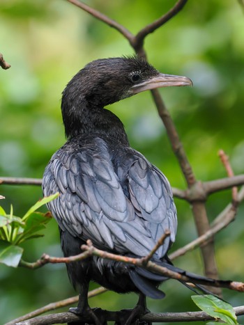 Little Cormorant Saigon Zoo and Botanical Gardens Mon, 11/20/2023