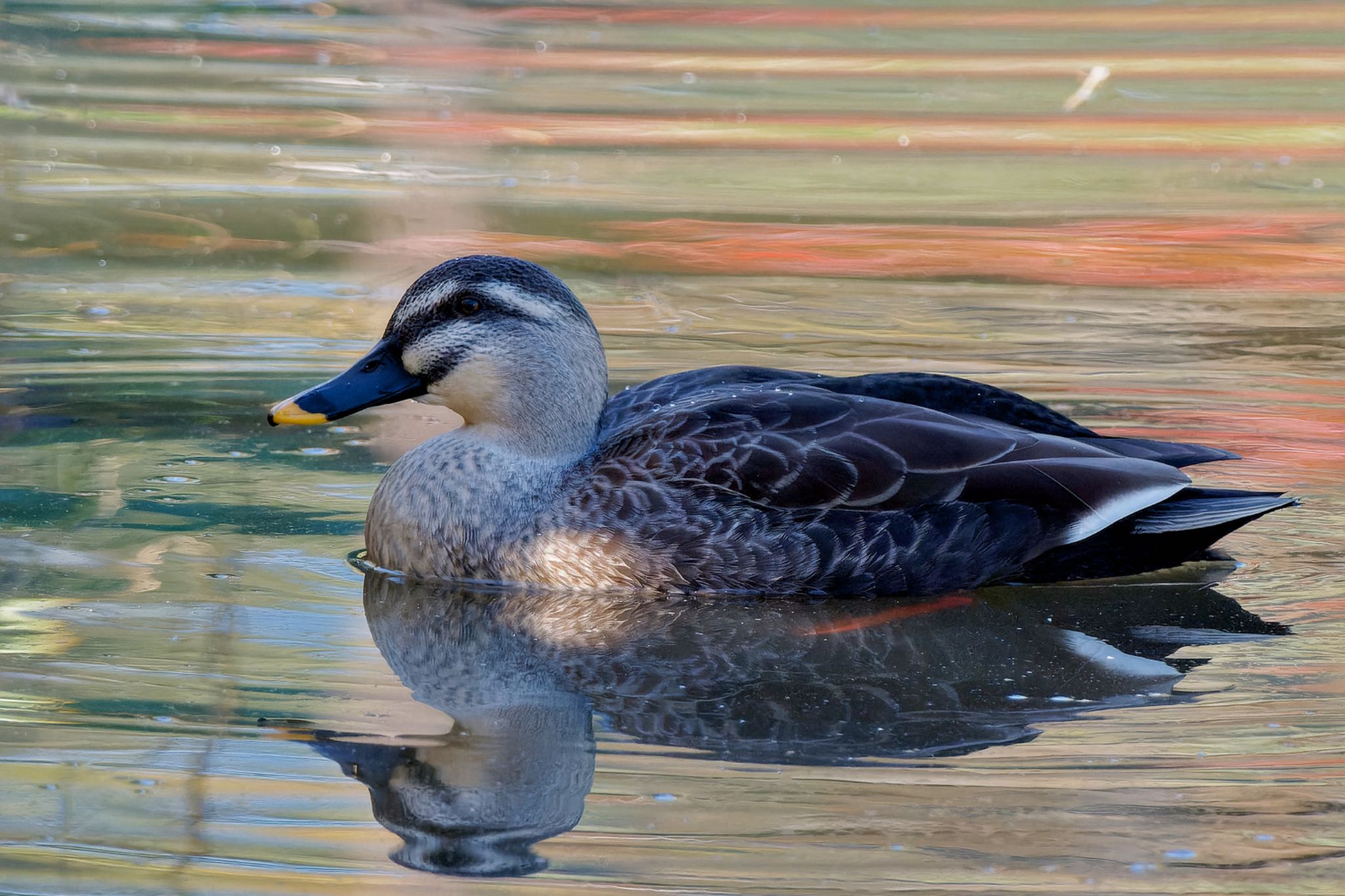 Eastern Spot-billed Duck