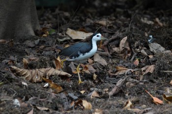 White-breasted Waterhen Singapore Botanic Gardens Tue, 3/14/2023