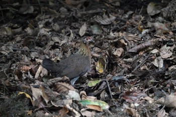 セキショクヤケイ シンガポール植物園 2023年3月14日(火)