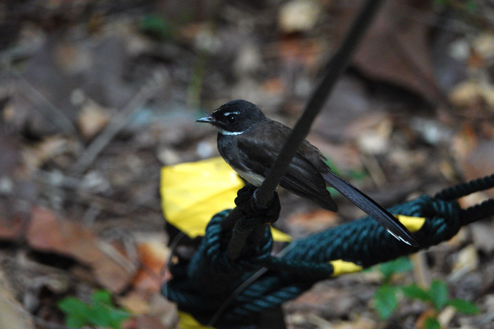 Malaysian Pied Fantail