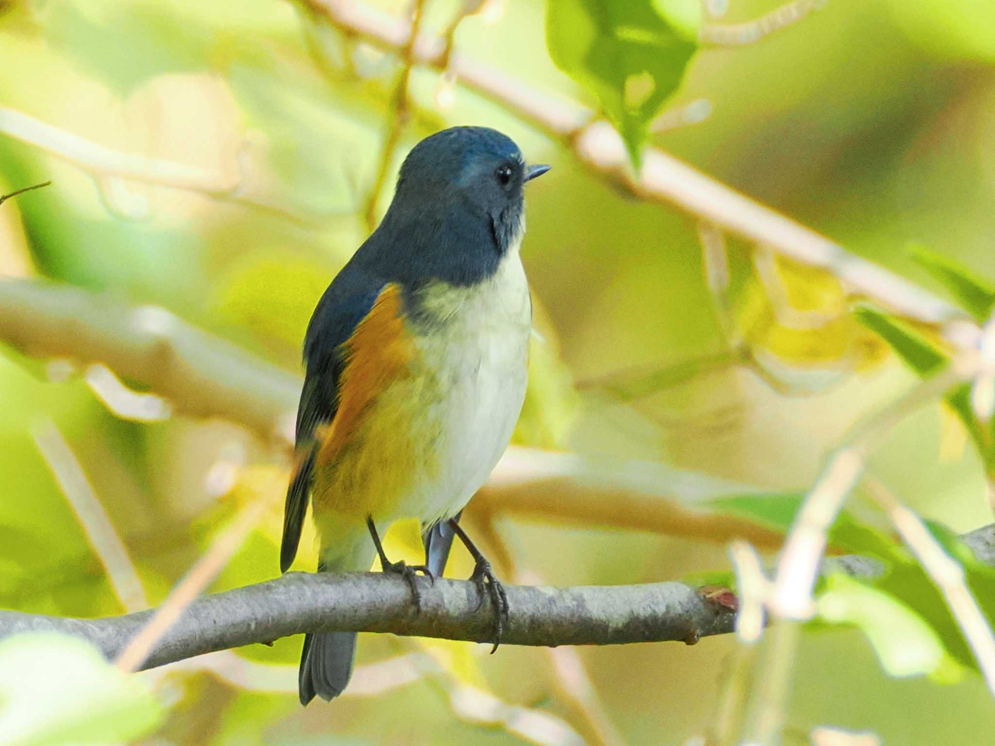 Photo of Red-flanked Bluetail at Komiya Park by ぴろり