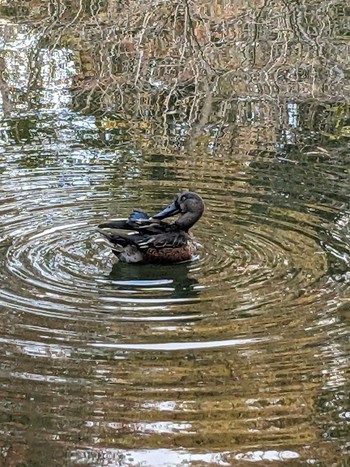 2023年11月21日(火) 井の頭公園の野鳥観察記録