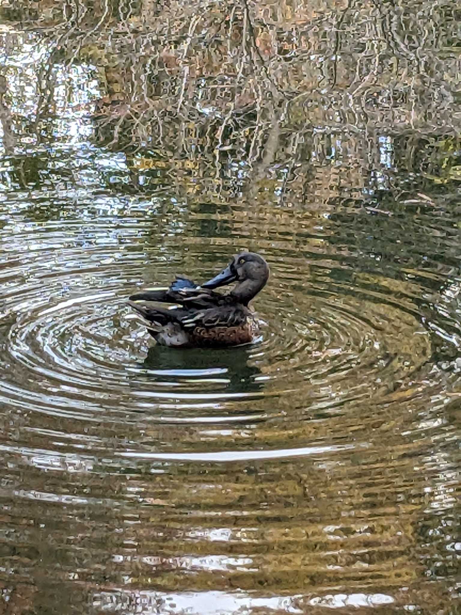 ハシビロガモ