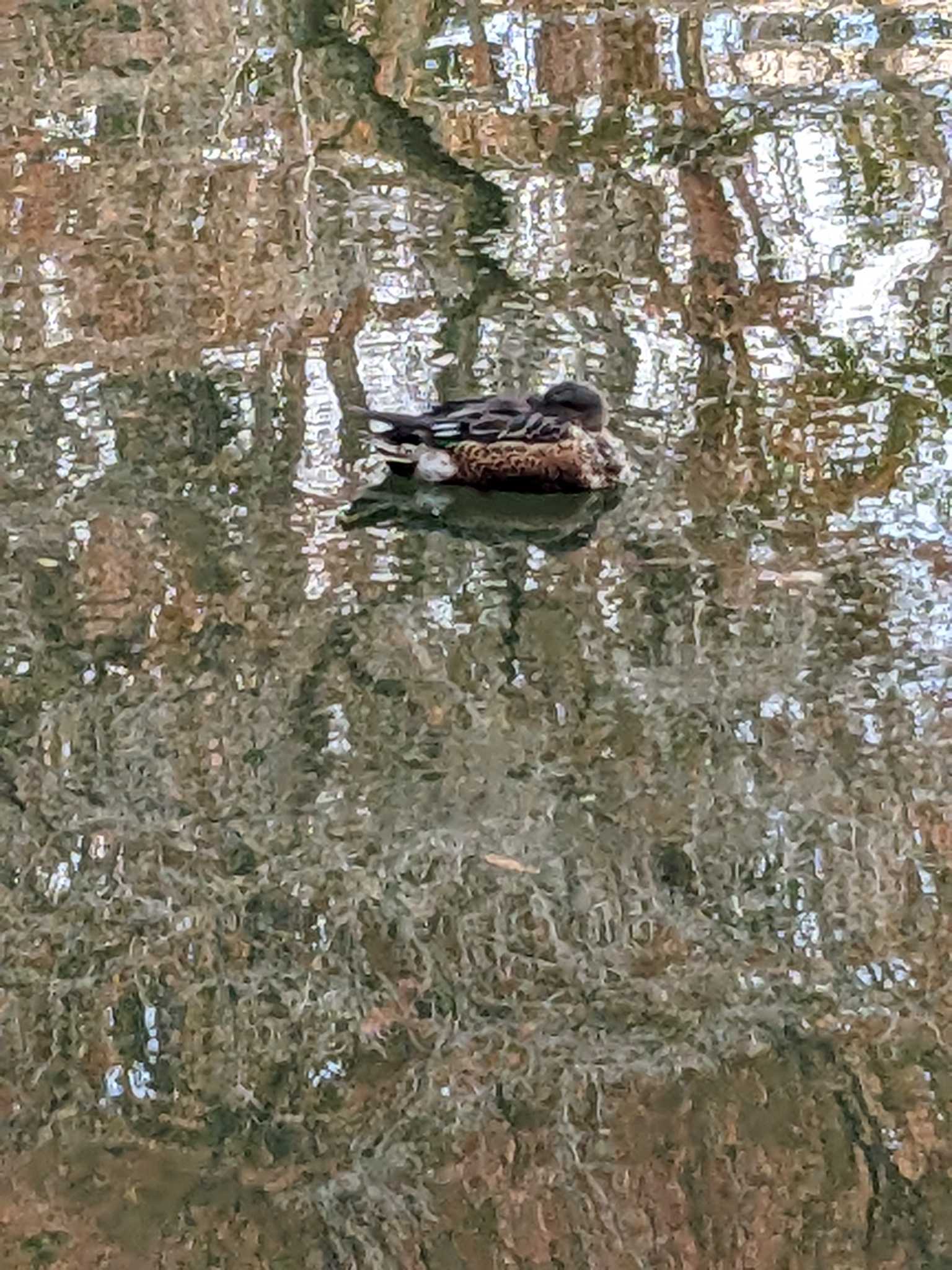 井の頭公園 ハシビロガモの写真 by アカウント14463