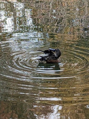 ハシビロガモ 井の頭公園 2023年11月21日(火)