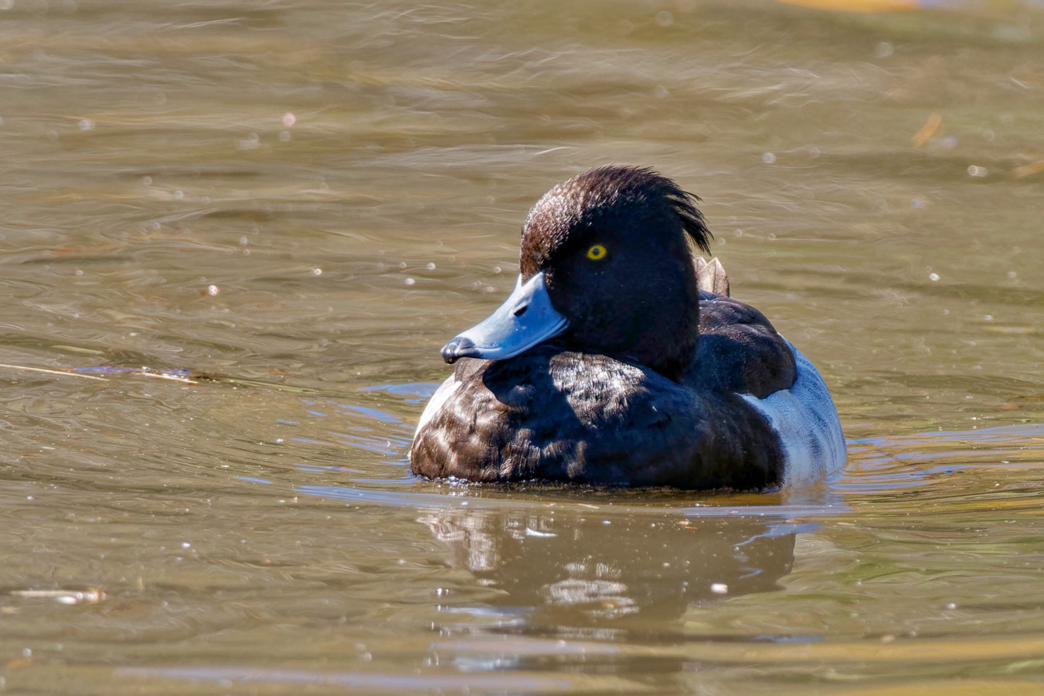 Tufted Duck