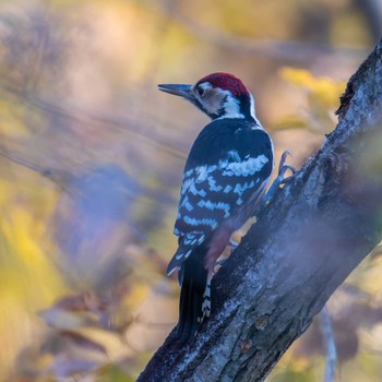 White-backed Woodpecker Miyagi Kenminnomori Tue, 11/21/2023