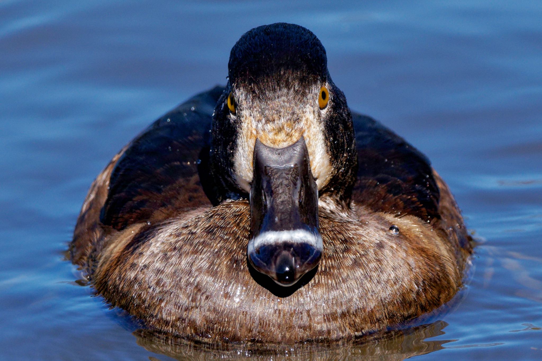 Ring-necked Duck