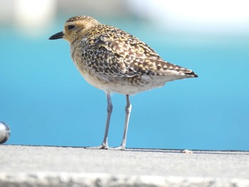 Pacific Golden Plover Ogasawara Islands Tue, 11/14/2023