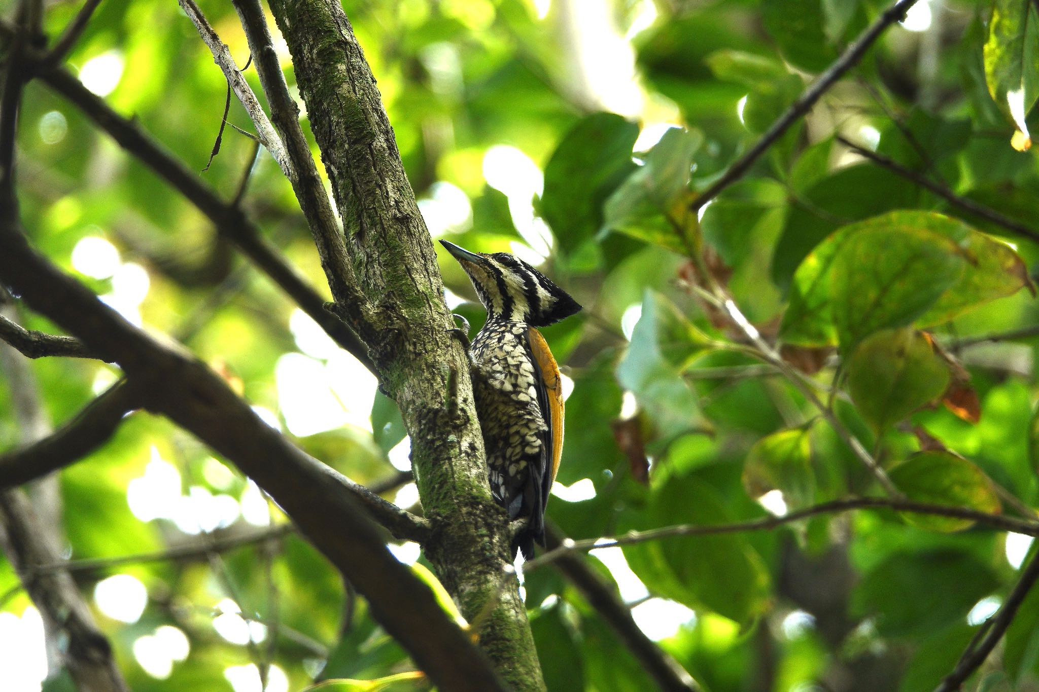 Common Flameback