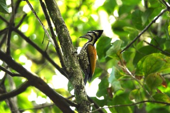 Common Flameback Singapore Botanic Gardens Tue, 3/14/2023