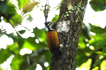 ズアカミユビゲラ シンガポール植物園 2023年3月14日(火)