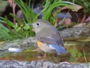 2023年11月21日(火) 京都御苑の野鳥観察記録